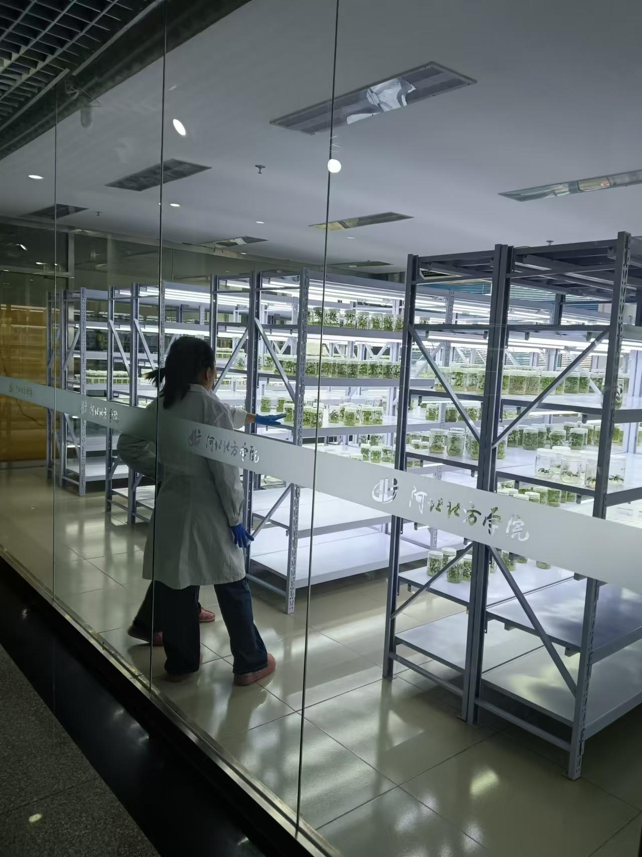 涉县植物组培室设计的基本布局有哪些？