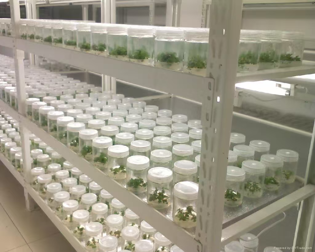 涉县组培实验室应该如何布局